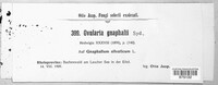 Image of Ramularia gnaphalii